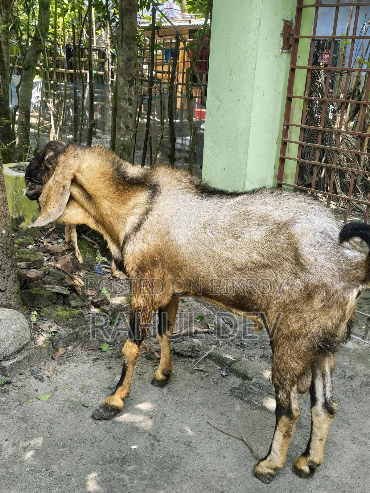 Totapuri Goat
