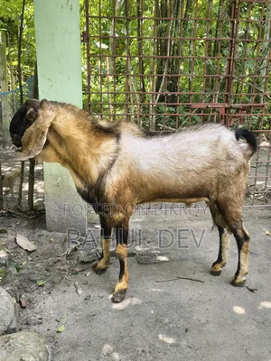 Totapuri Goat