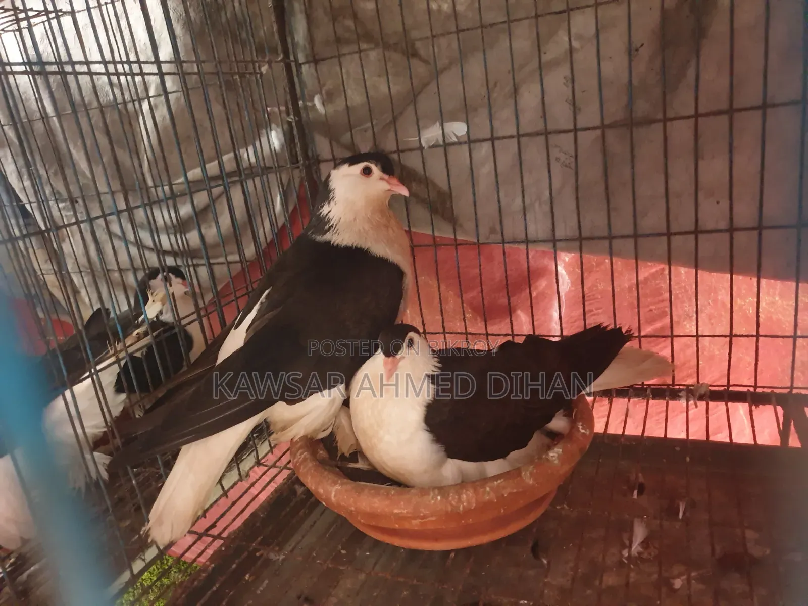 Pigeons with eggs for sale together