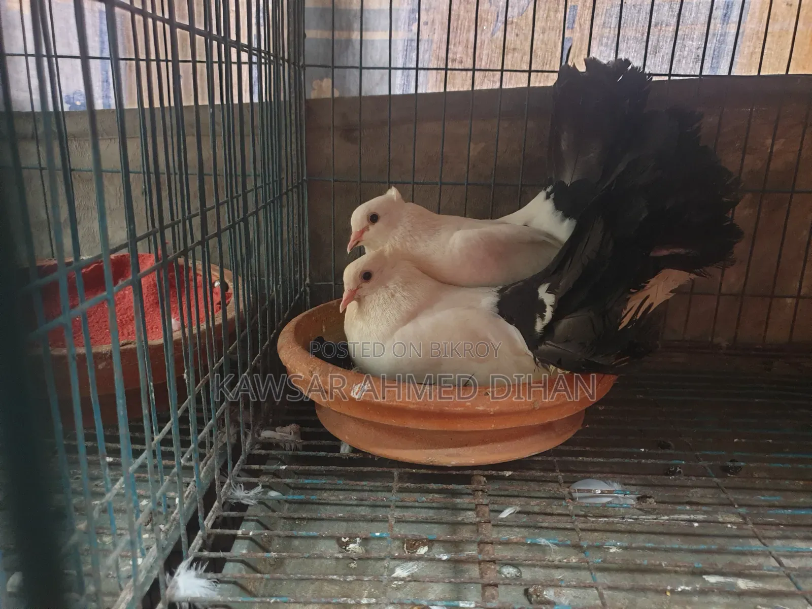 Pigeons with eggs for sale together