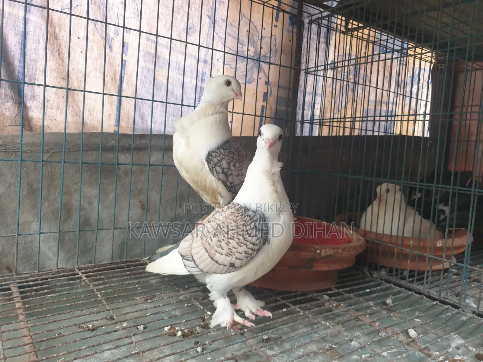 Pigeons with eggs for sale together