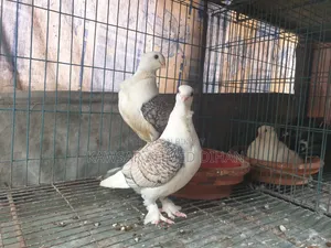 Pigeons with eggs for sale together