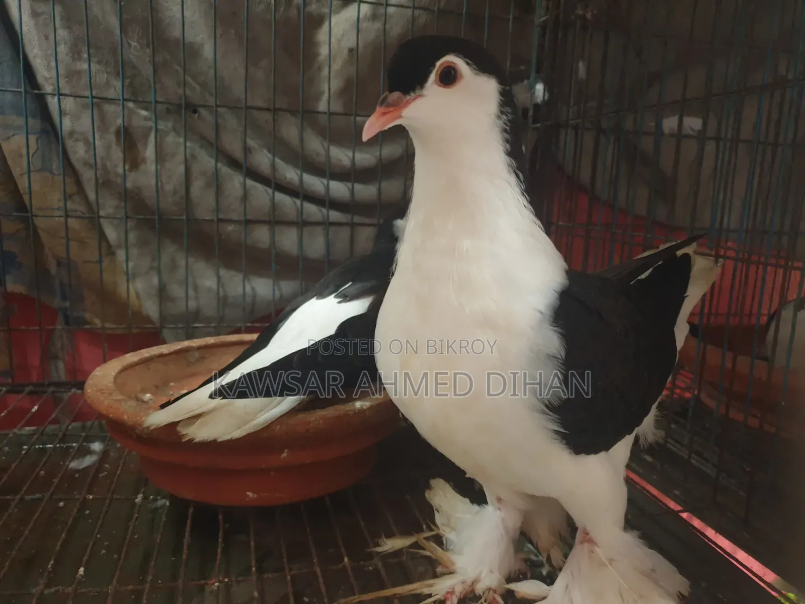 Pigeons with eggs for sale together