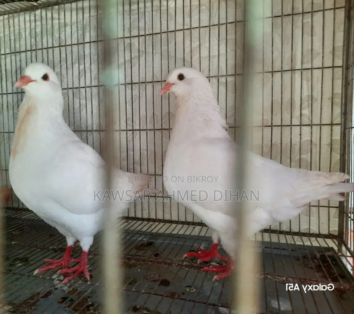 Pigeons with eggs for sale together
