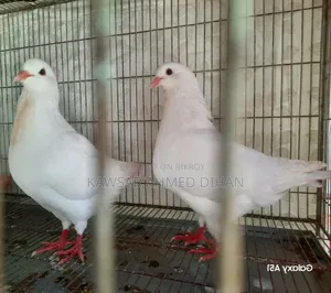 Pigeons with eggs for sale together