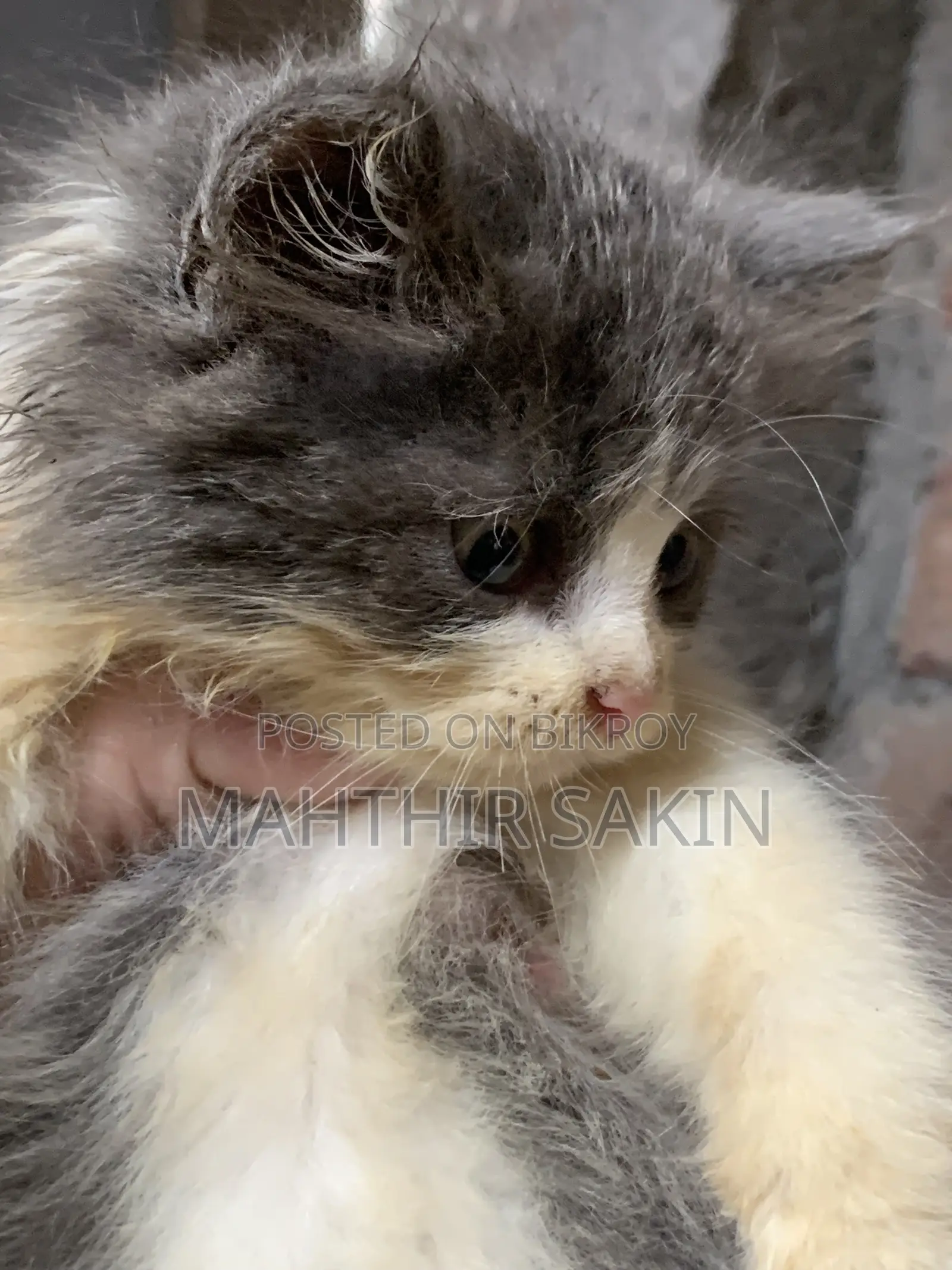 1-3 Months Female Purebred Persian