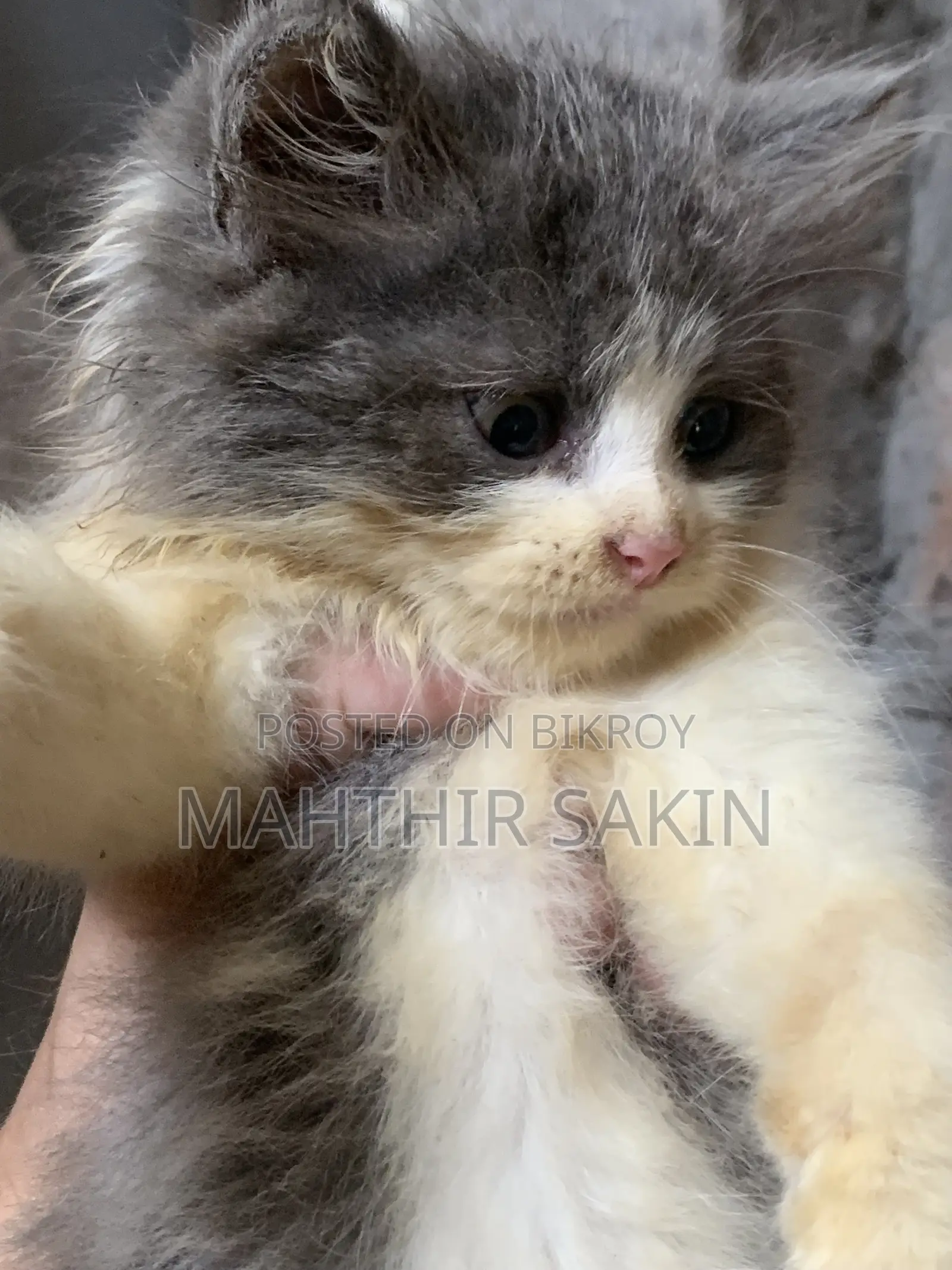 1-3 Months Female Purebred Persian