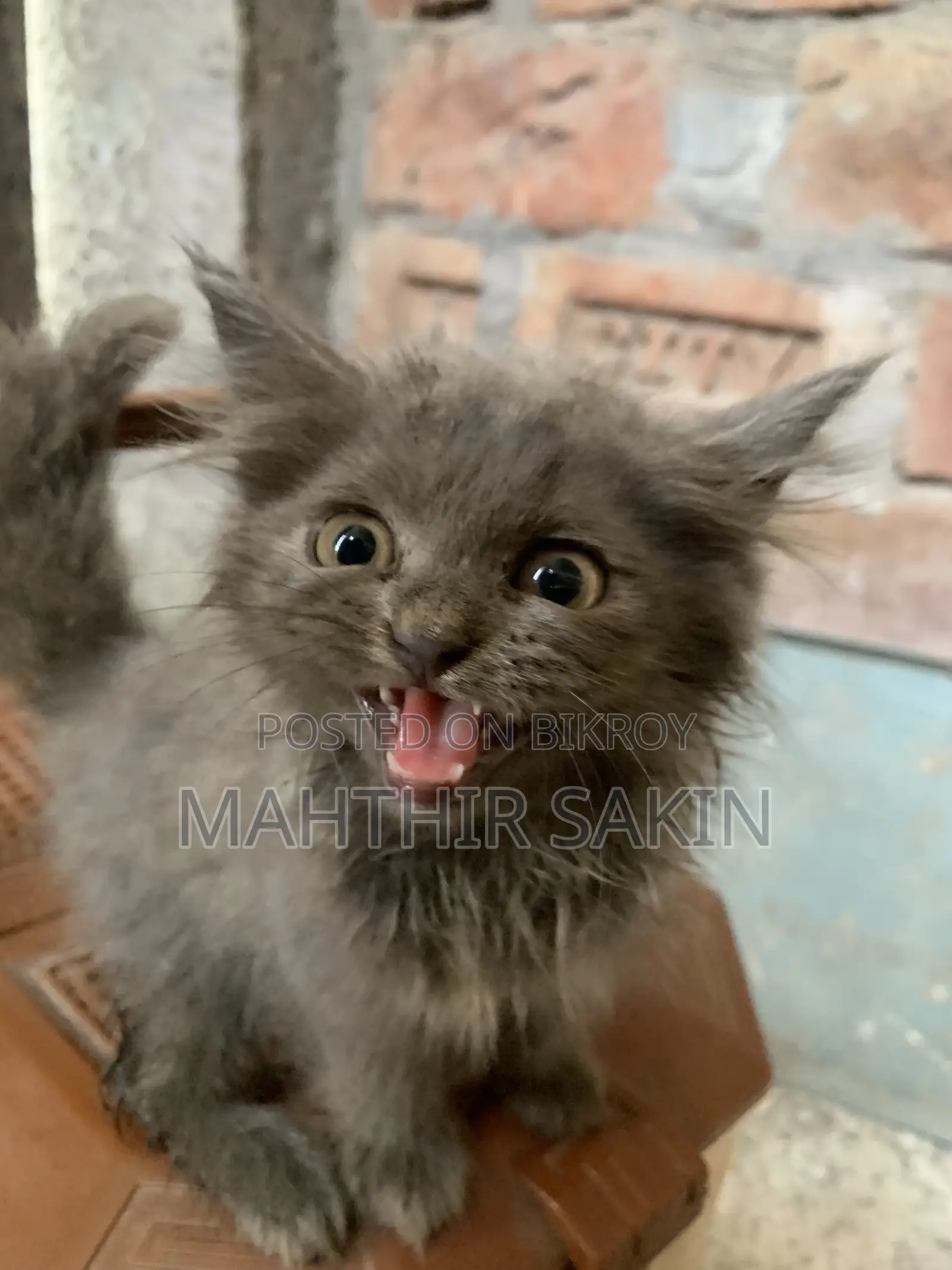 1-3 Months Female Purebred Persian