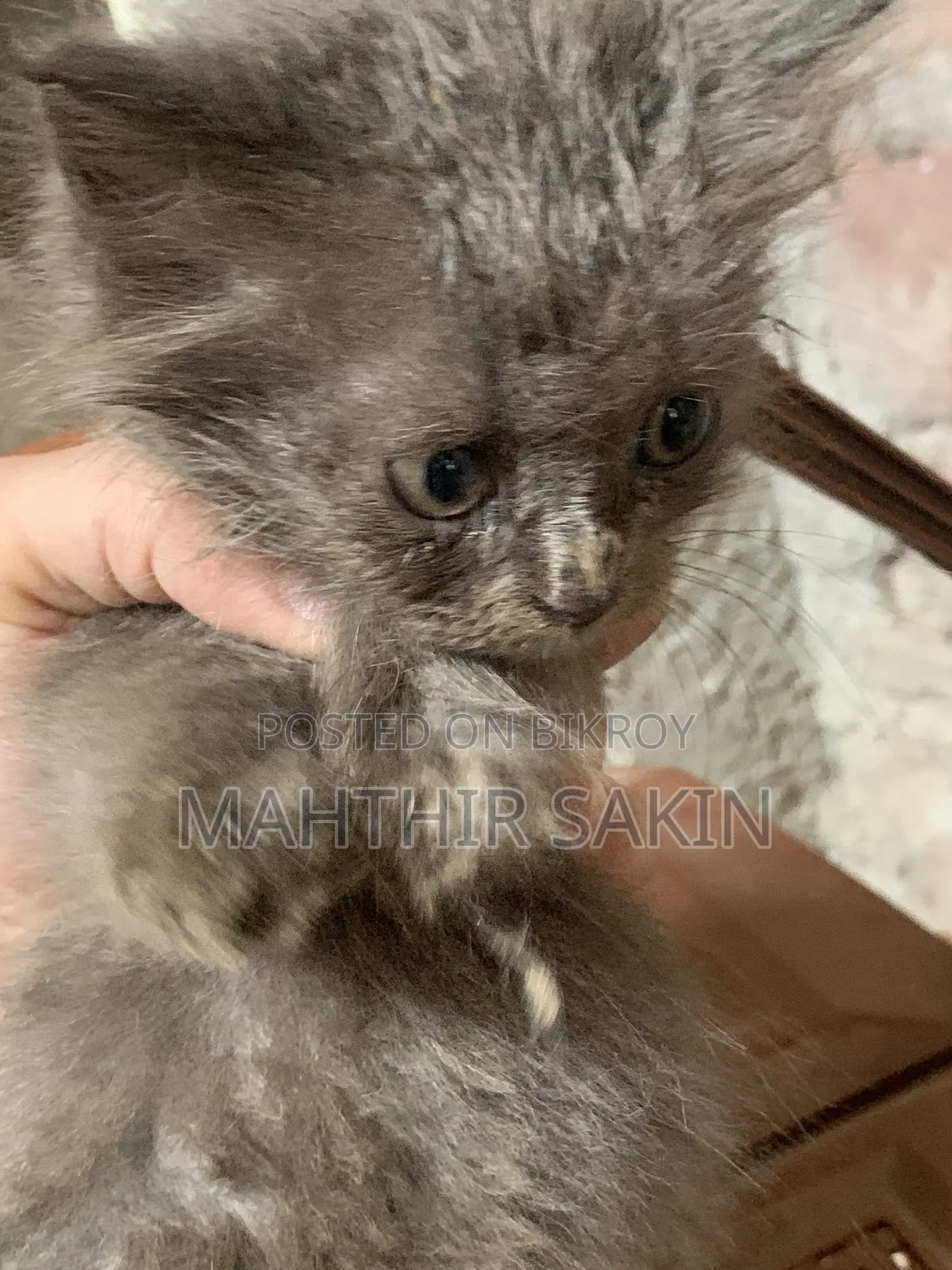 1-3 Months Female Purebred Persian