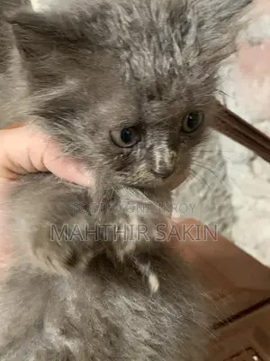 1-3 Months Female Purebred Persian