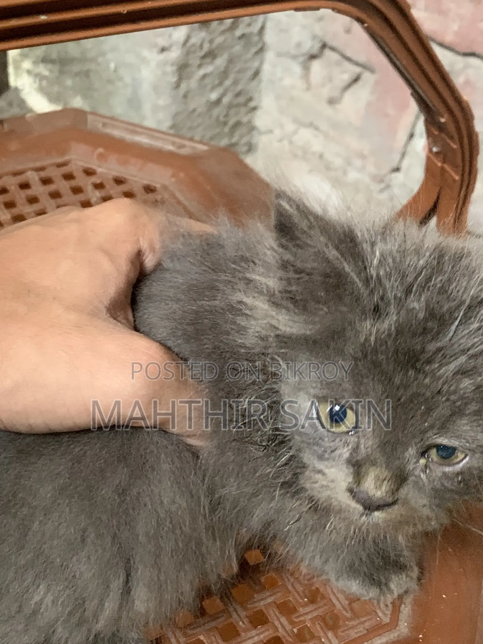 1-3 Months Female Purebred Persian
