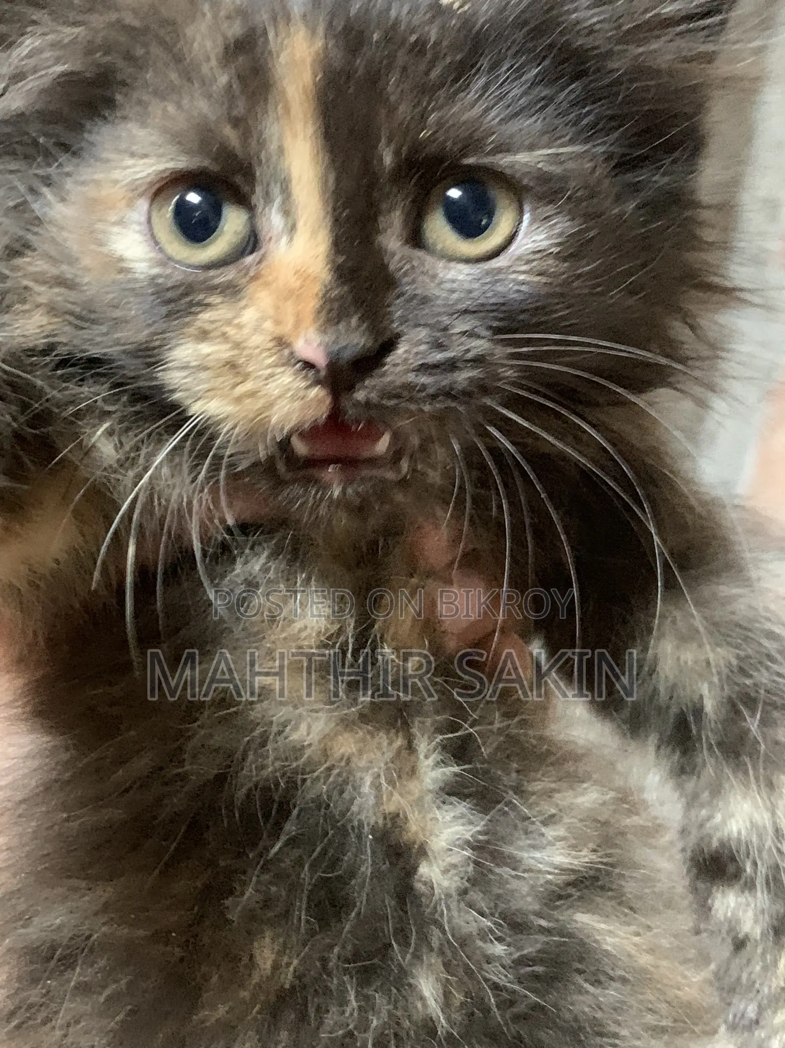 1-3 Months Female Purebred Persian