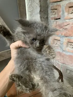 1-3 Months Female Purebred Persian