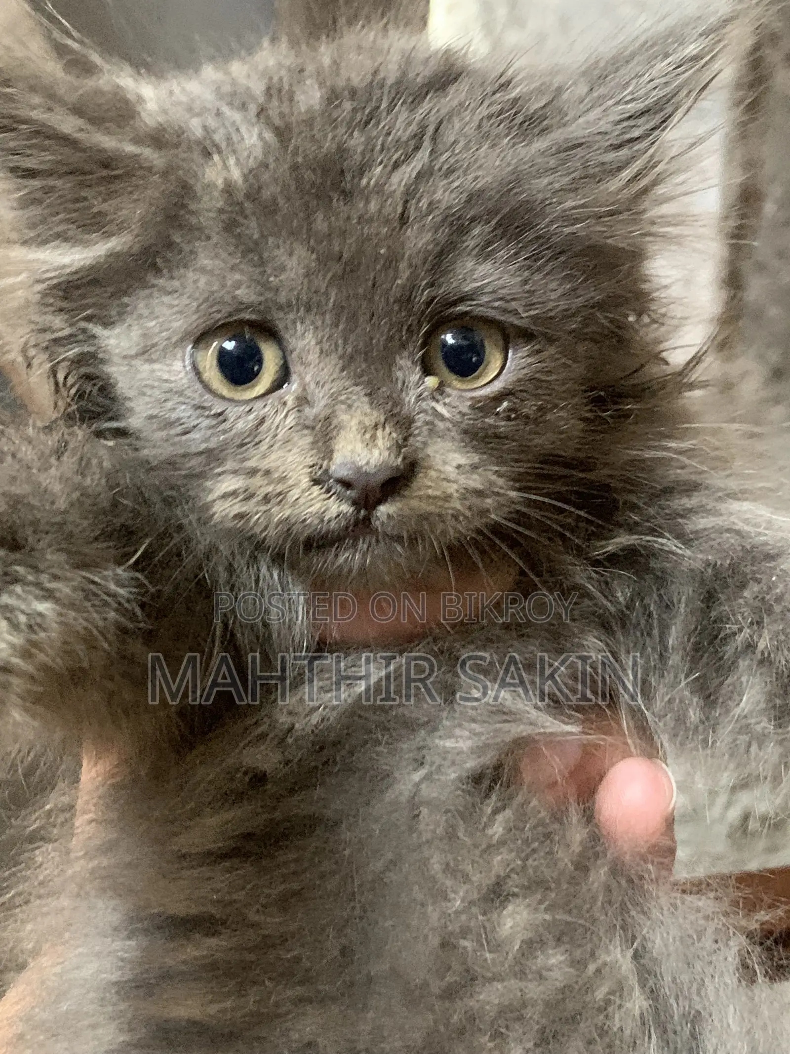 1-3 Months Female Purebred Persian