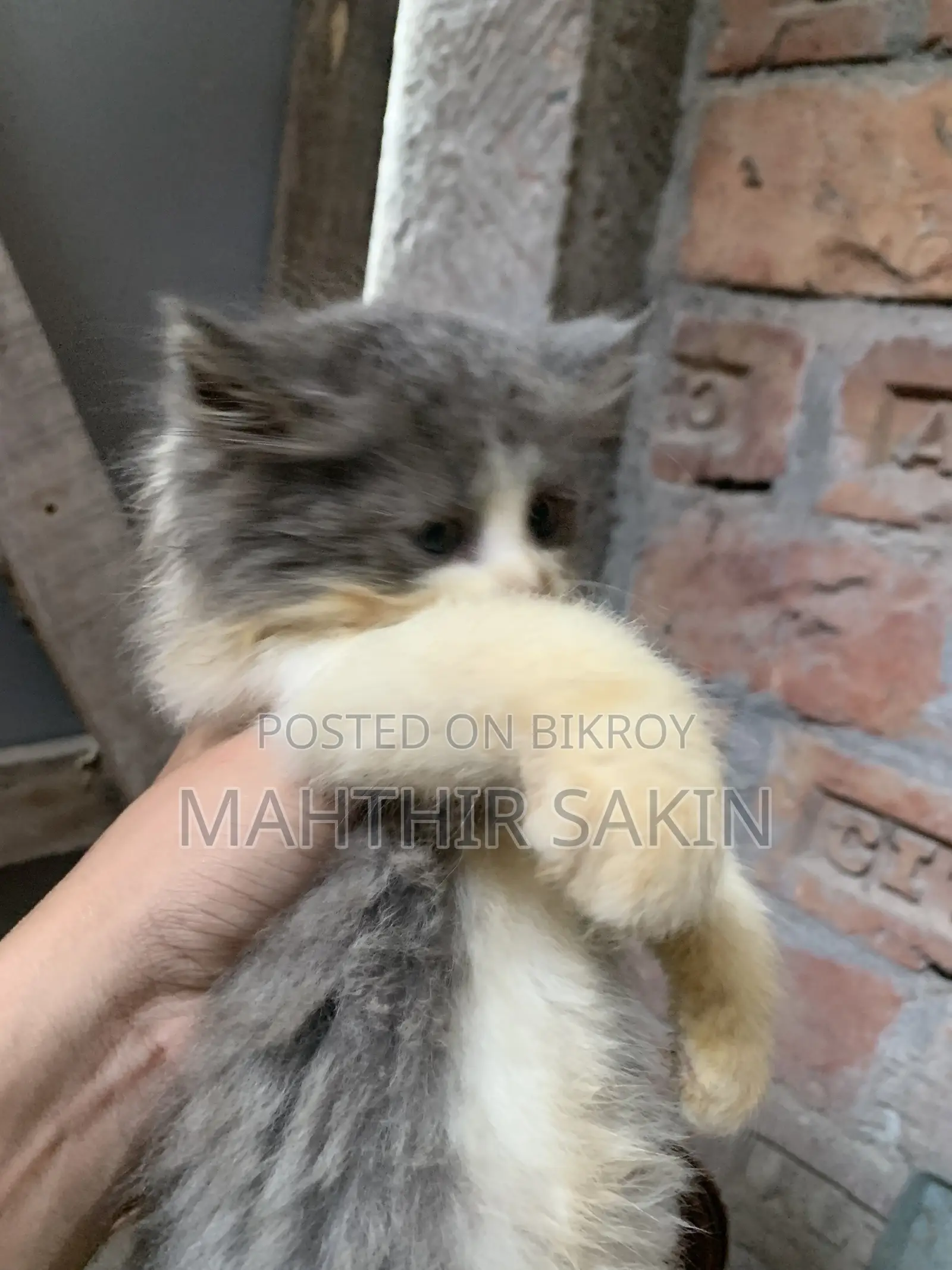 1-3 Months Female Purebred Persian