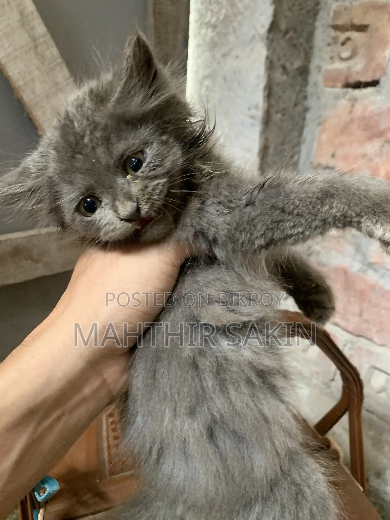 1-3 Months Female Purebred Persian
