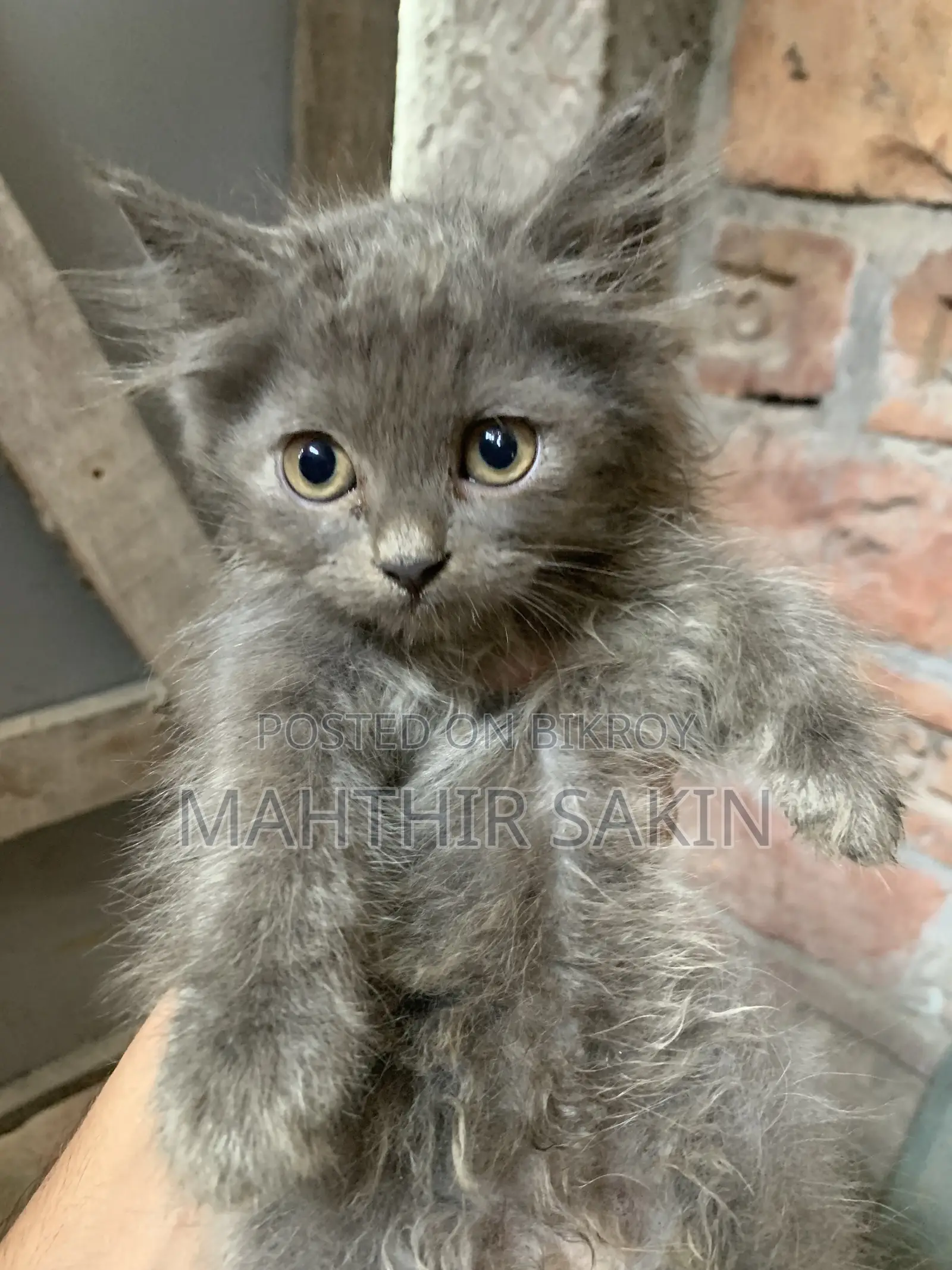1-3 Months Female Purebred Persian