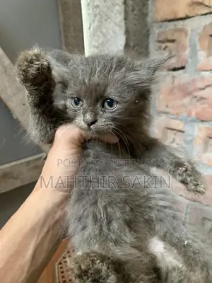 1-3 Months Female Purebred Persian
