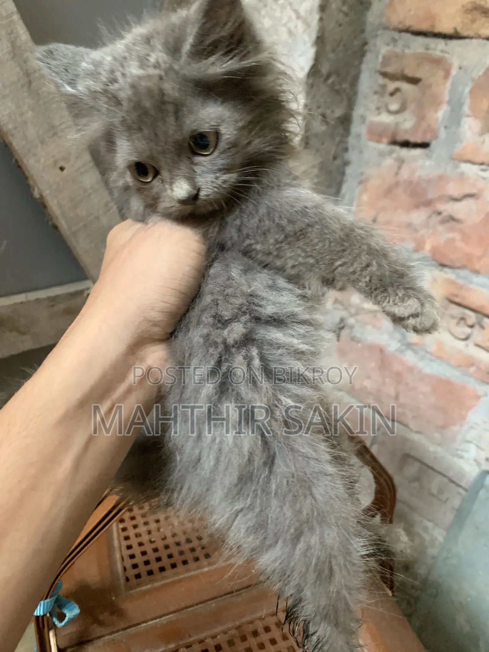 1-3 Months Female Purebred Persian