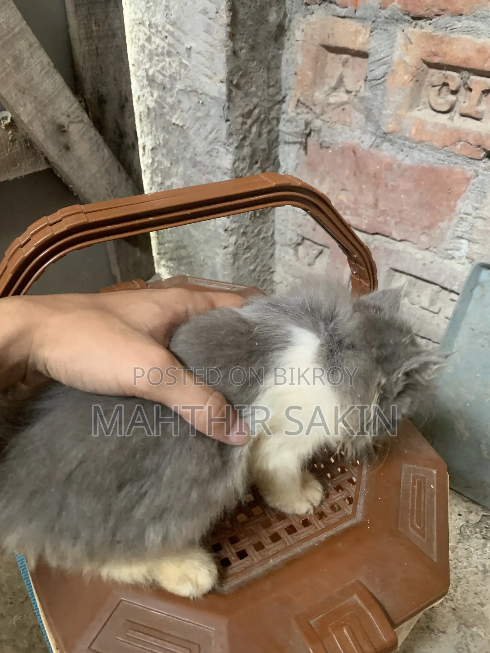 1-3 Months Female Purebred Persian