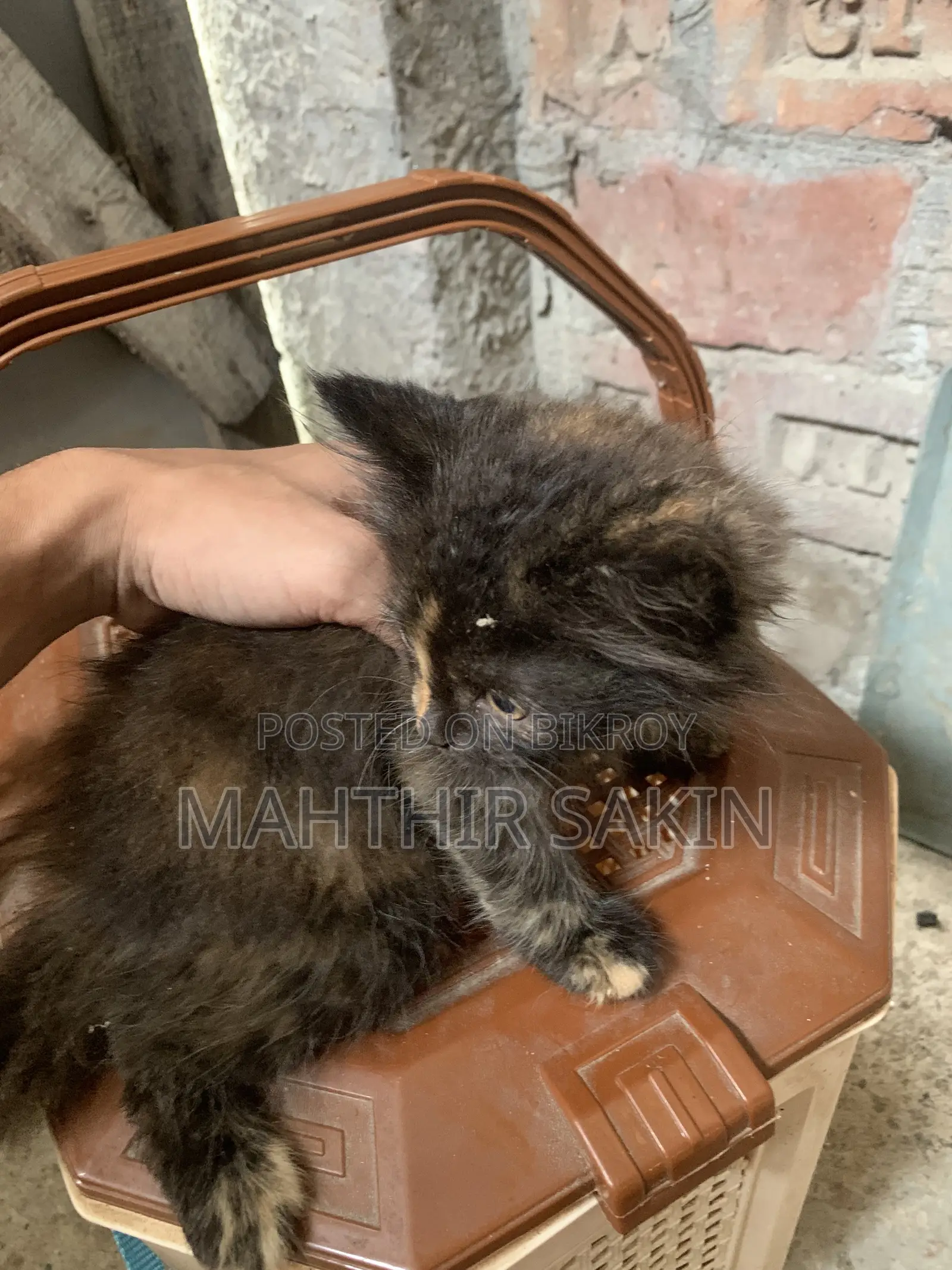 1-3 Months Female Purebred Persian
