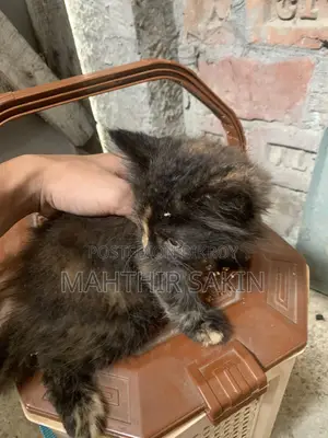 1-3 Months Female Purebred Persian