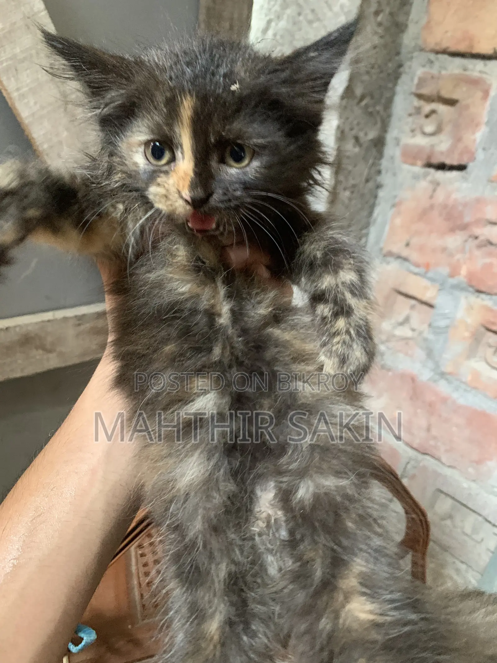 1-3 Months Female Purebred Persian