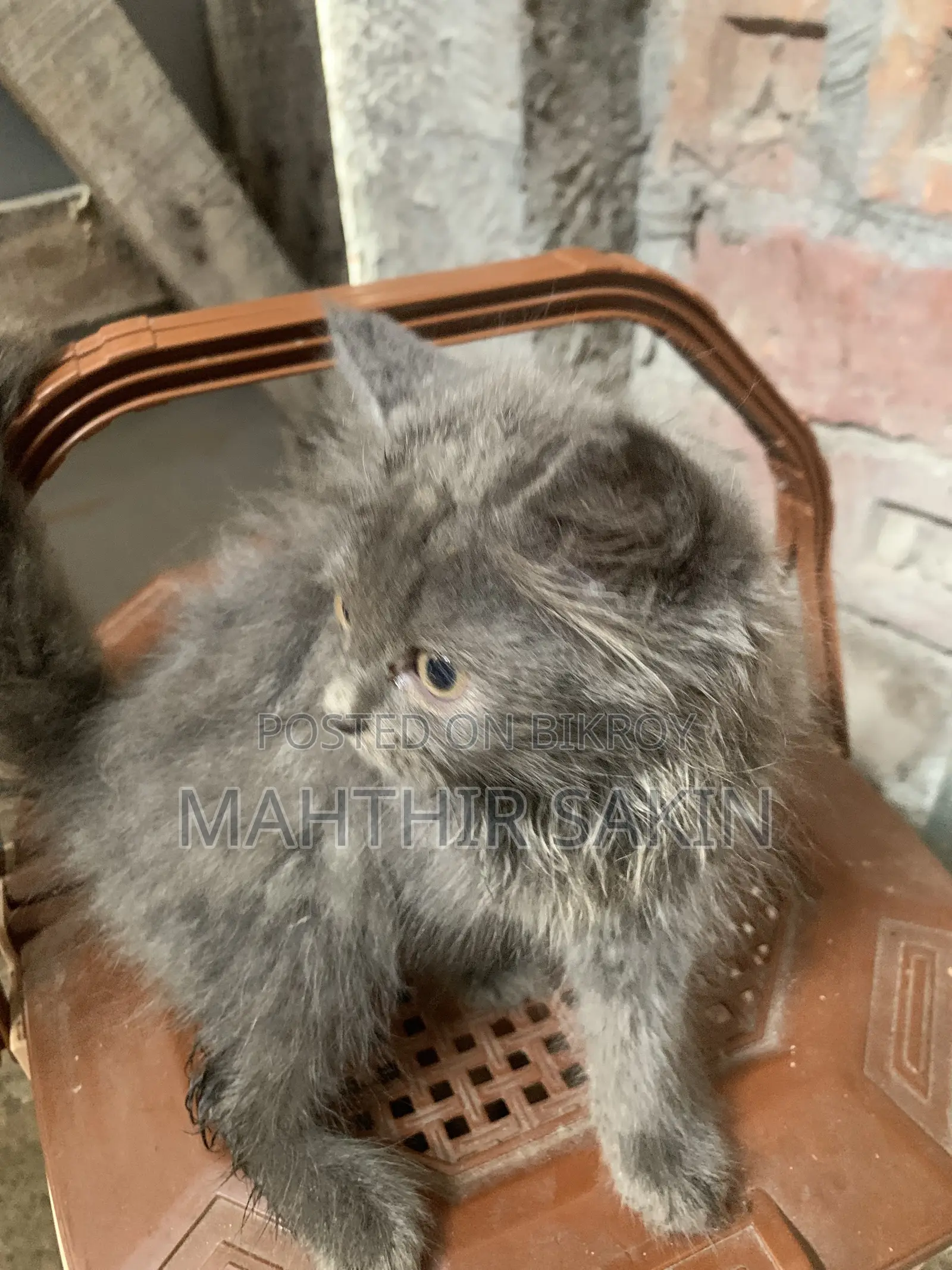 1-3 Months Female Purebred Persian