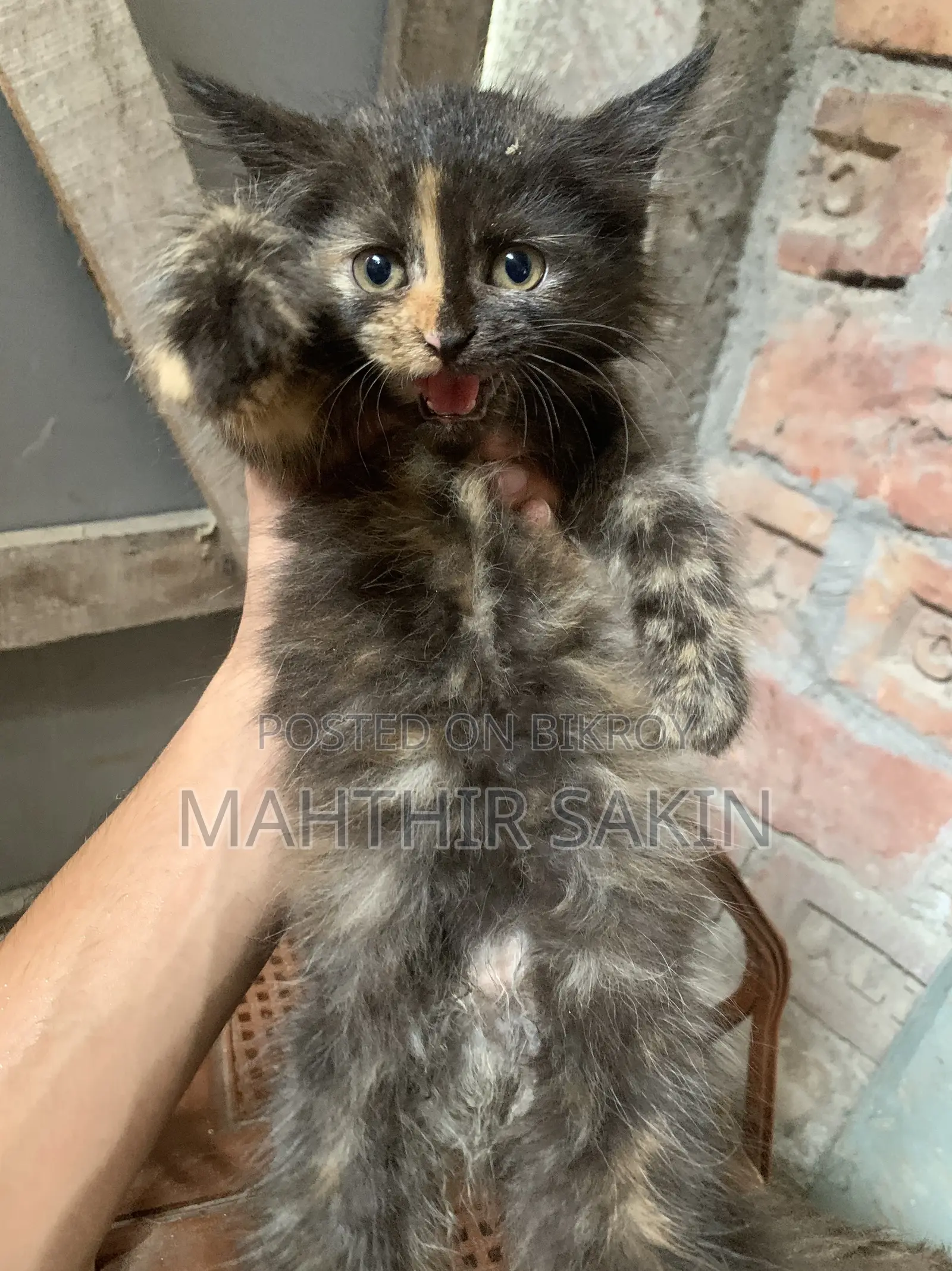 1-3 Months Female Purebred Persian