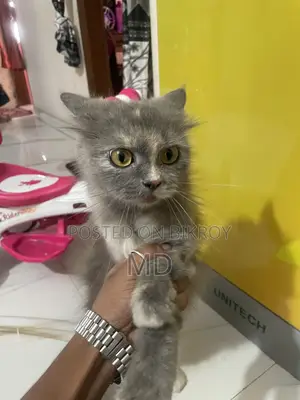 6-12 months Female Purebred Persian