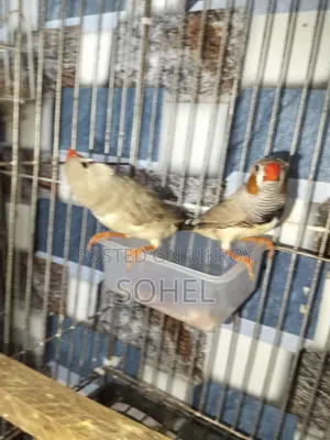 Running Finch Pair
