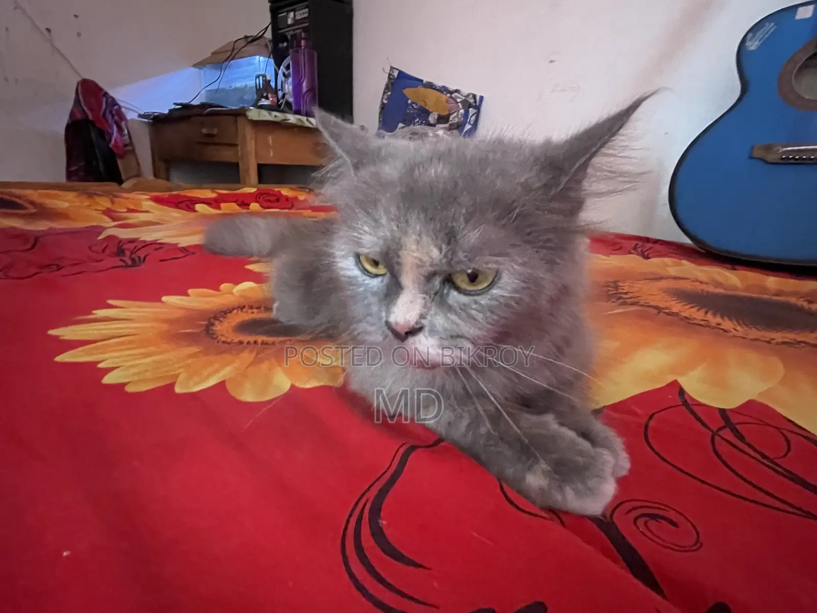 6-12 Months Female Purebred Persian