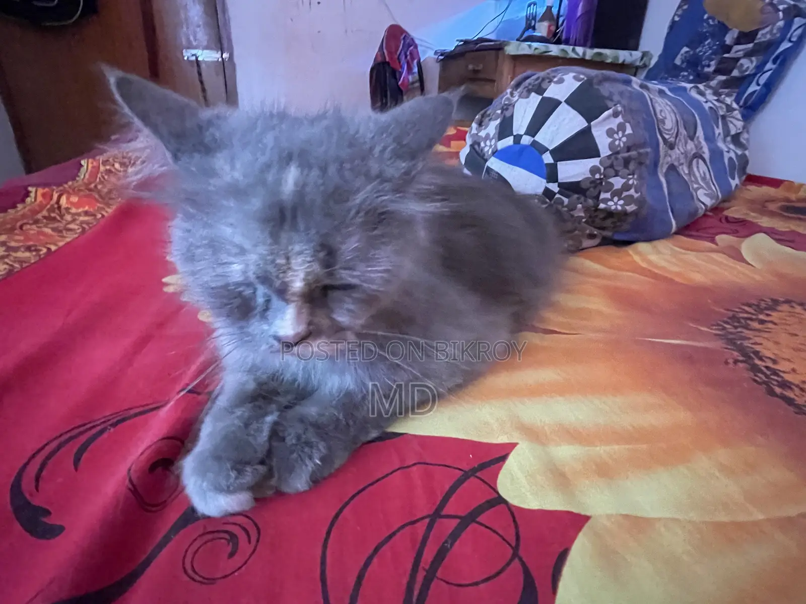 6-12 Months Female Purebred Persian
