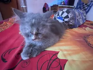 6-12 Months Female Purebred Persian