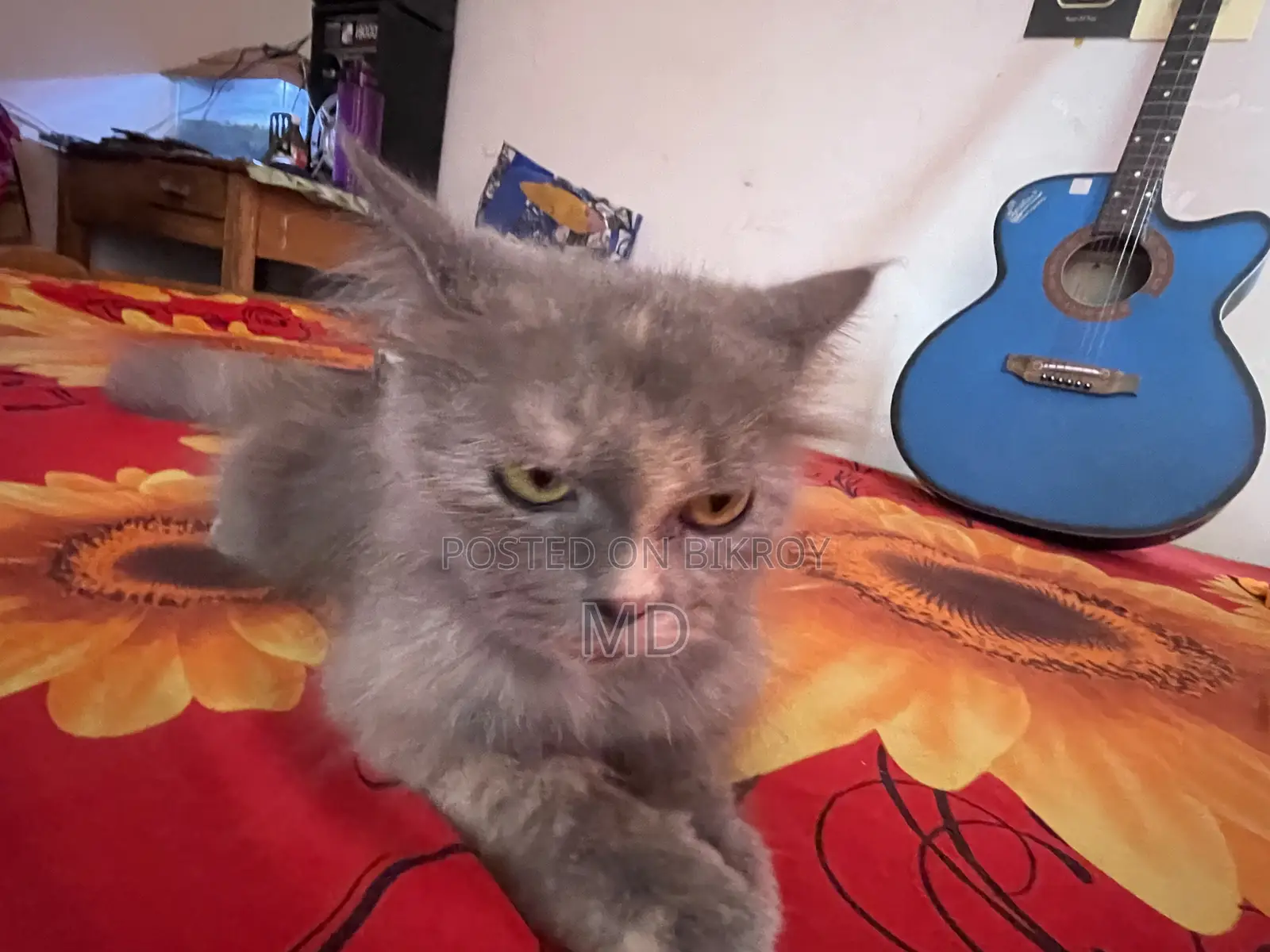 6-12 Months Female Purebred Persian