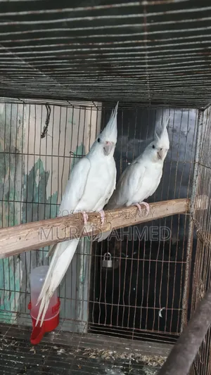 Albino Cocktail