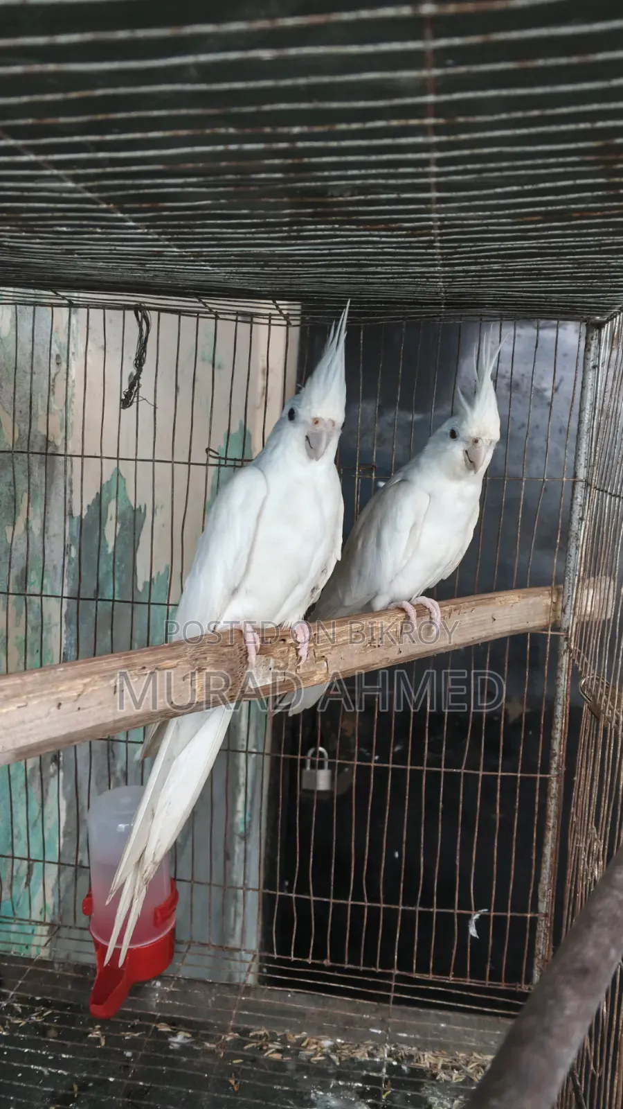Albino Cocktail