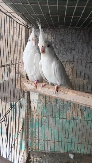Albino Cocktail