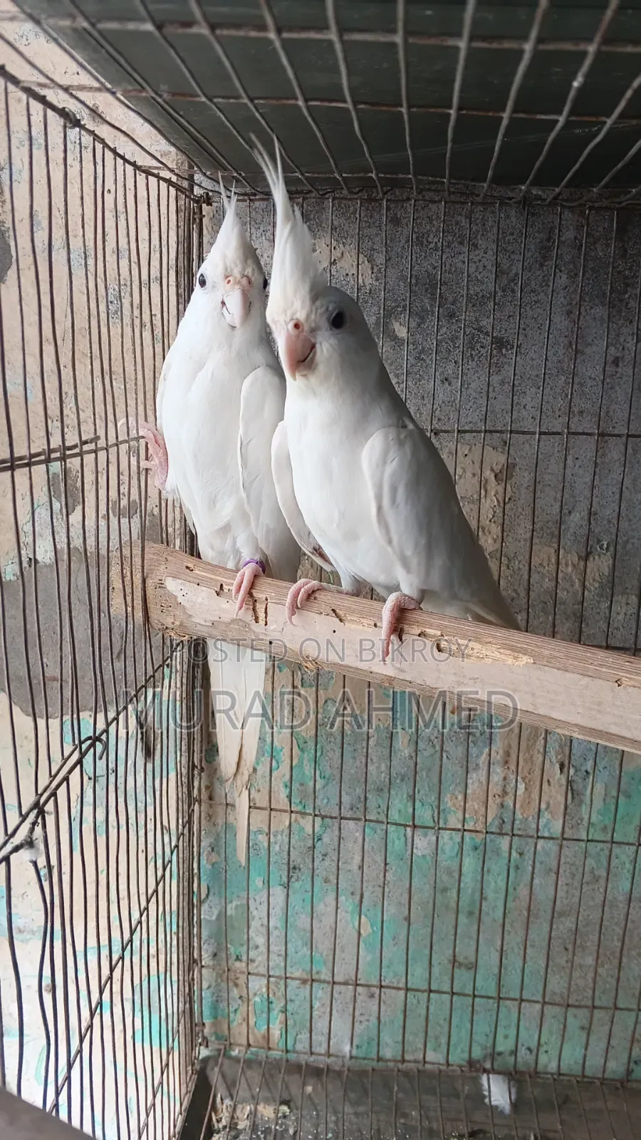 Albino Cocktail