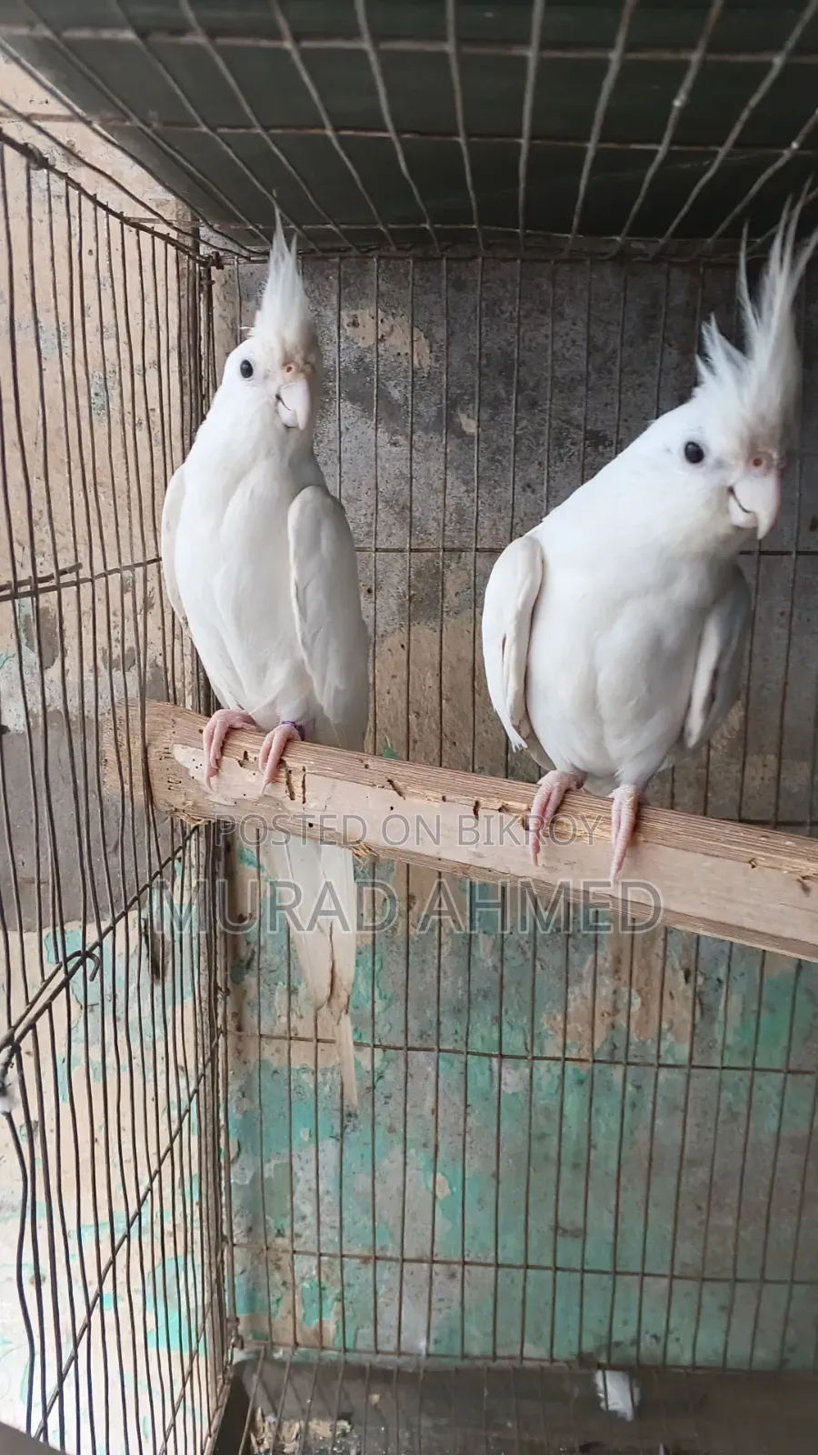 Albino Cocktail