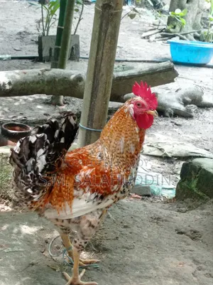 Deshi Chicken