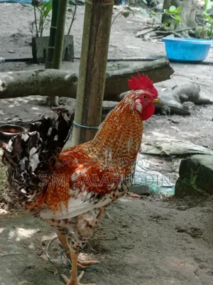 Deshi Chicken