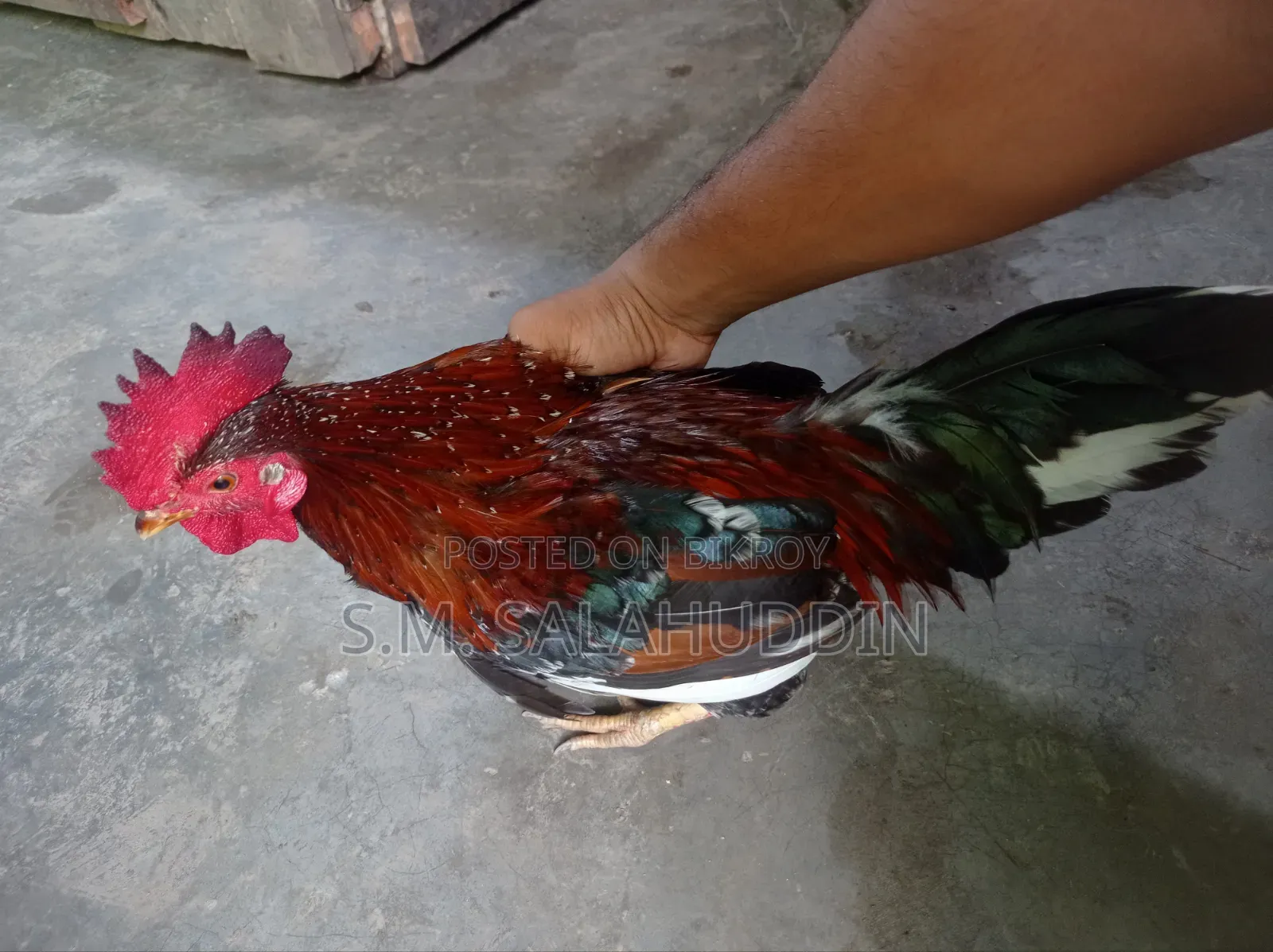 Deshi Chicken