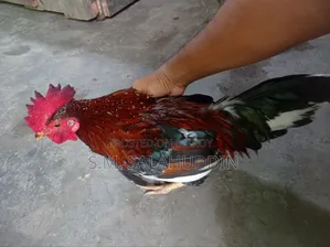 Deshi Chicken