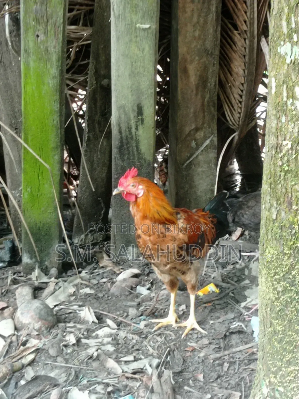 Deshi Chicken