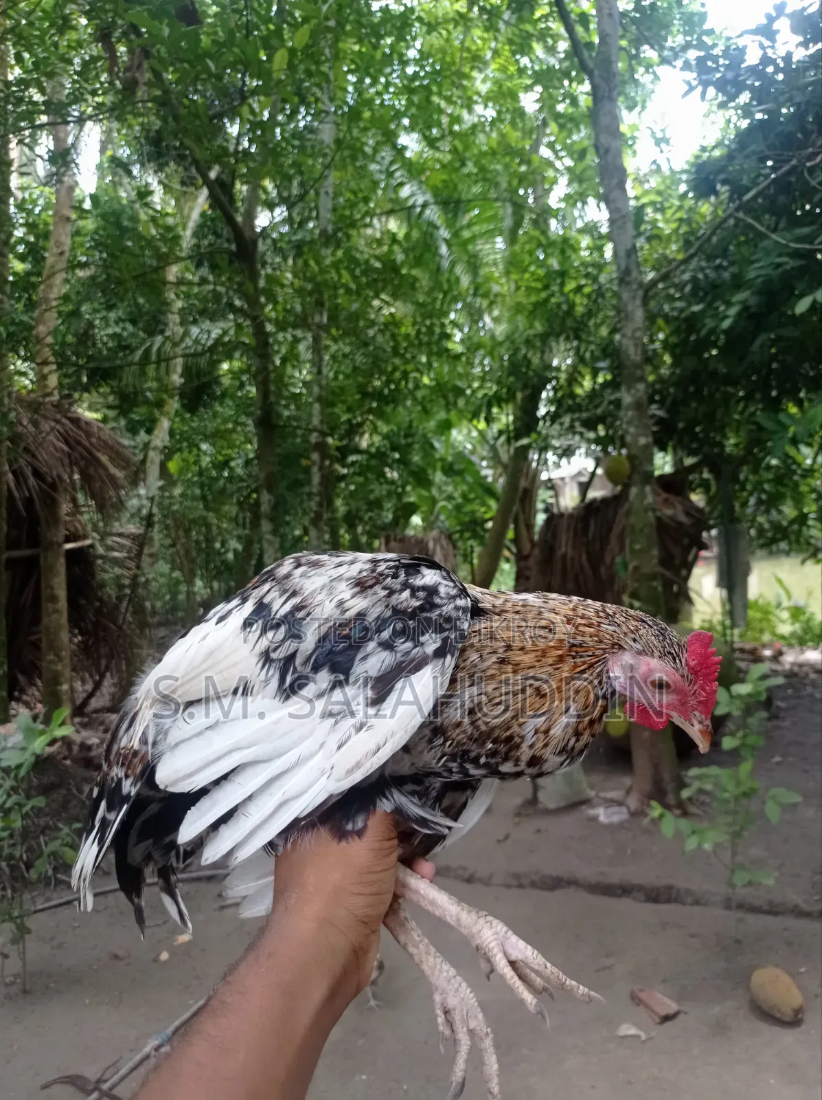 Deshi Chicken