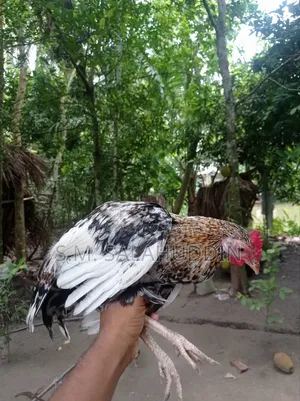 Deshi Chicken