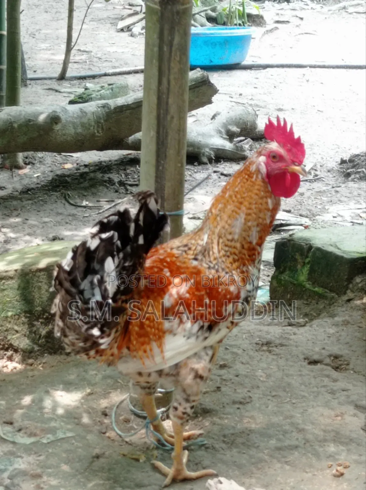 Deshi Chicken