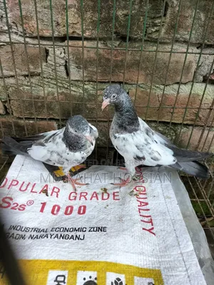 Pakistani High Flyer Taddy Baby