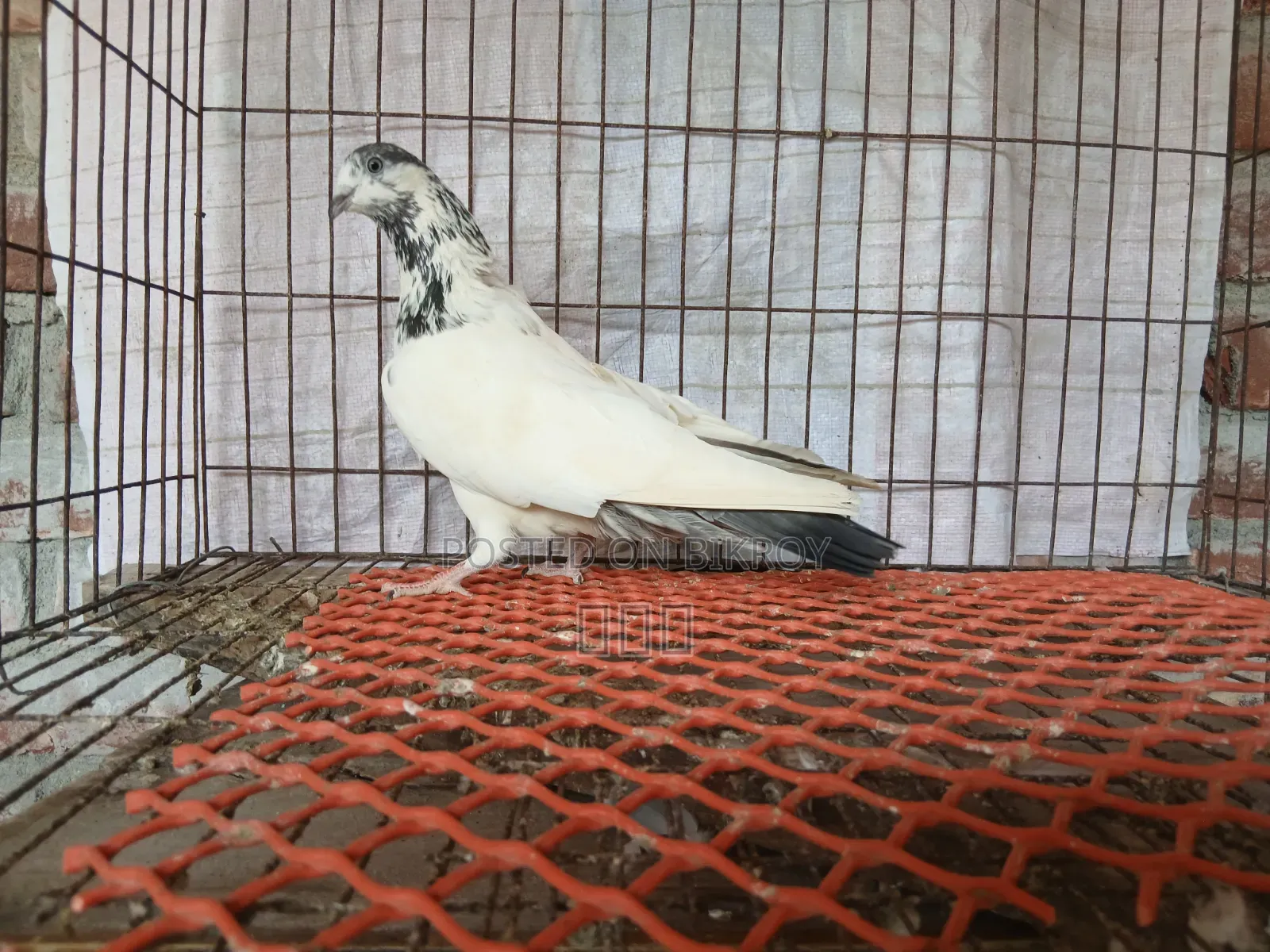 Sialkoti Racing Female Pigeon